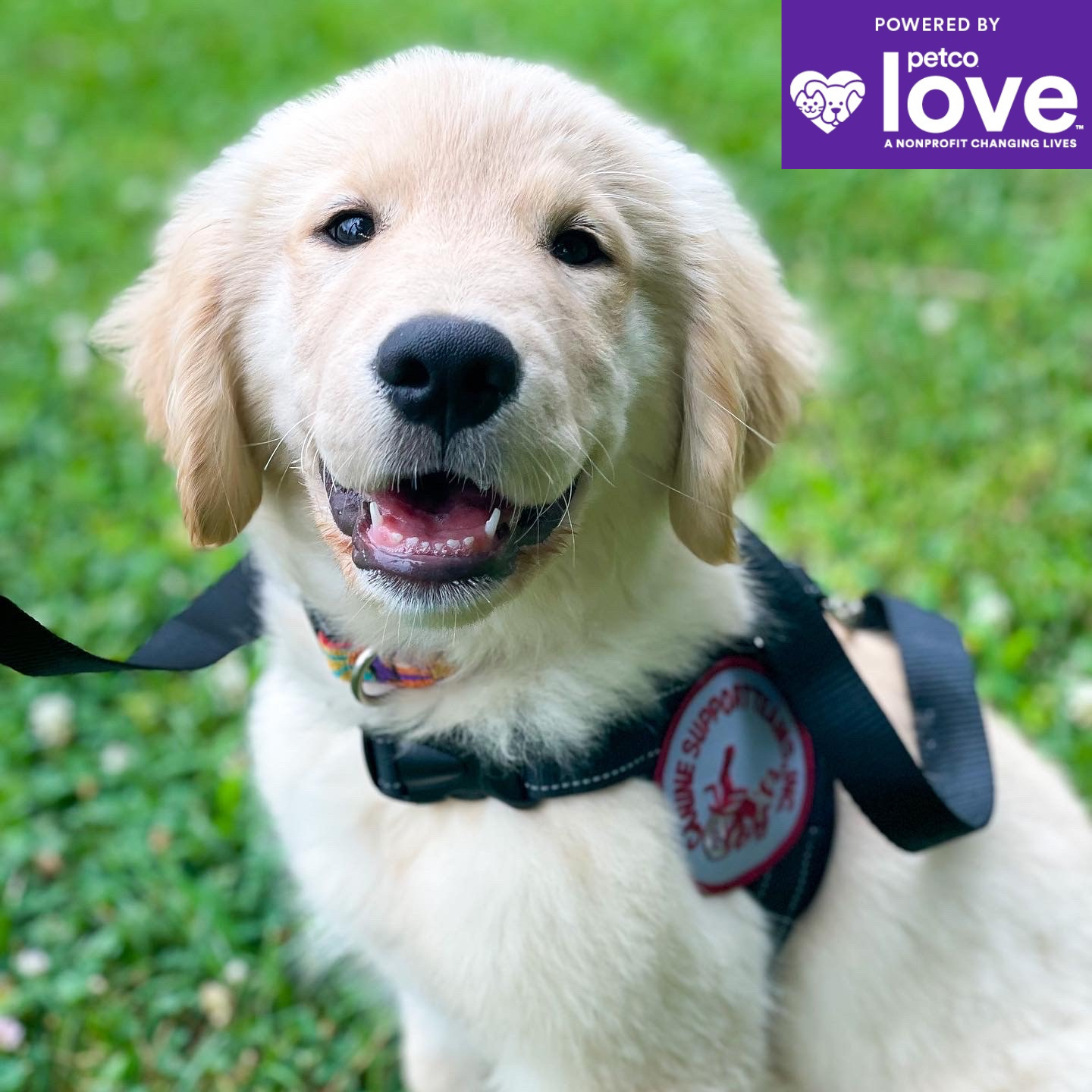 Petco service dog store harness