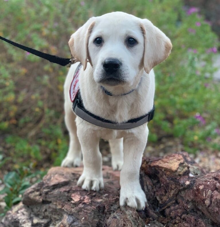 Sponsor A Puppy - Canine Support Teams