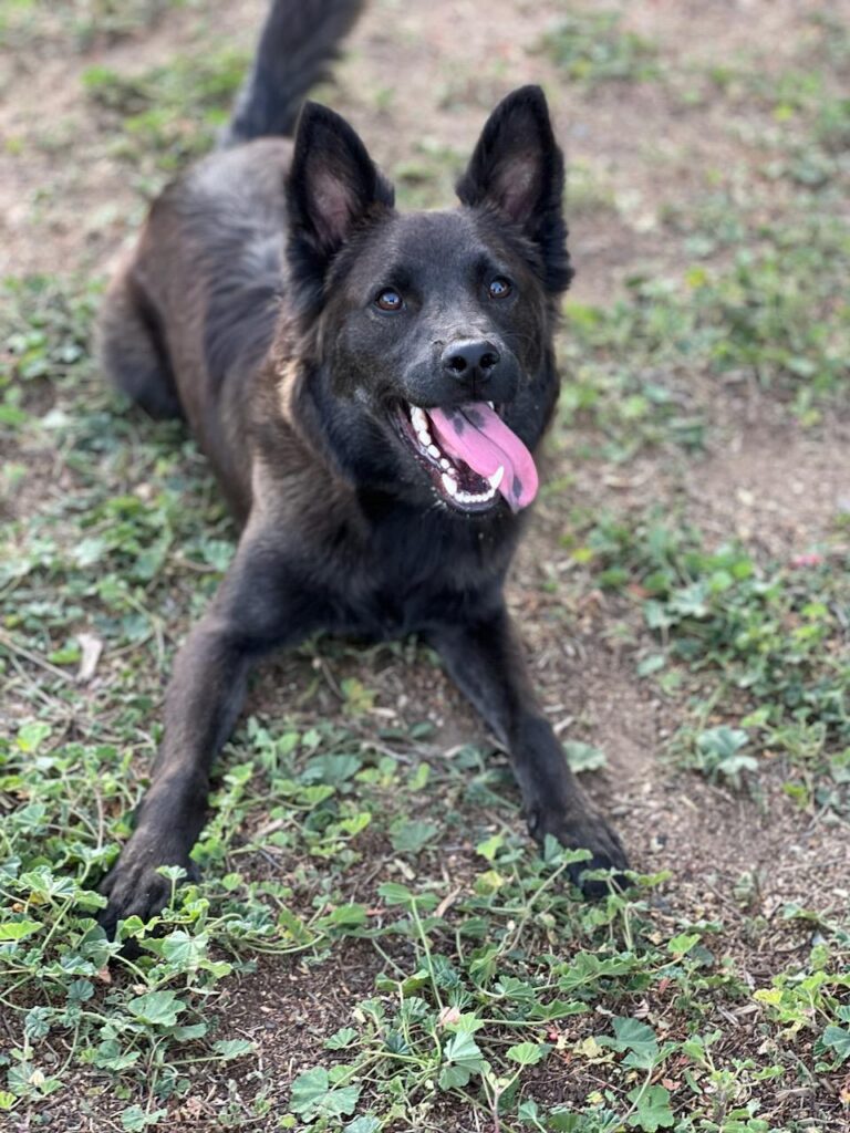 VIEW ADOPTABLE DOGS visual data 8